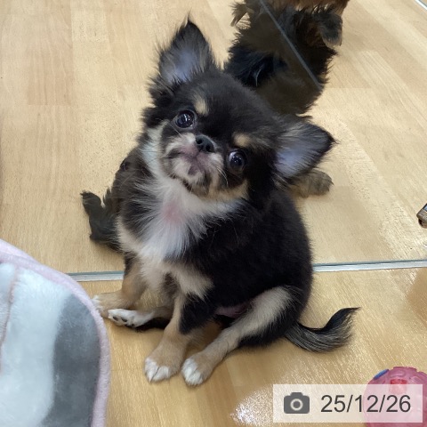 長野県のチワワ(ロング) (ペットプラス 松本店/2025年10月17日生まれ/女の子/ブラックタンホワイト)の子犬の4枚目の画像