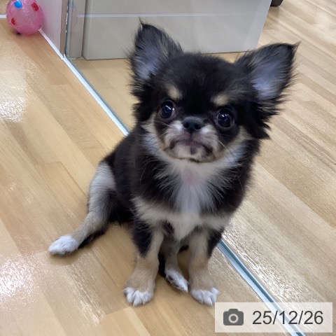 長野県のチワワ(ロング) (ペットプラス 松本店/2025年10月17日生まれ/女の子/ブラックタンホワイト)の子犬の3枚目の画像