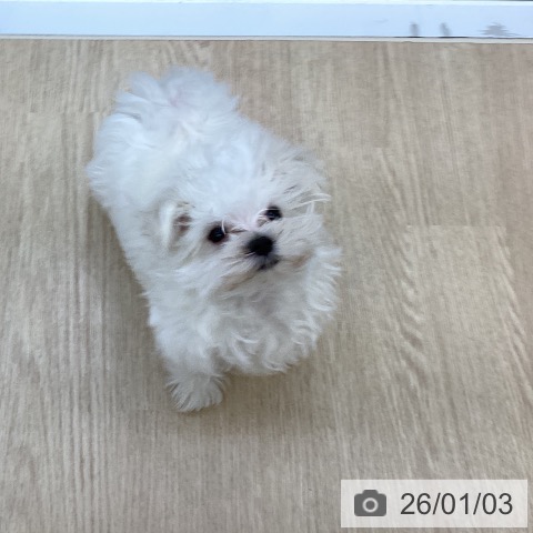 沖縄県のマルチーズ (ペットプラス 沖縄ライカム店/2025年10月18日生まれ/男の子/ホワイト)の子犬の3枚目の画像
