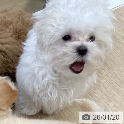 沖縄県のマルチーズ (ペットプラス 沖縄ライカム店/2025年10月18日生まれ/男の子/ホワイト)の子犬の3枚目の画像