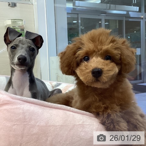 トイ・プードルの写真