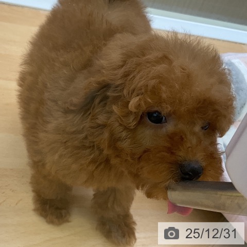 福岡県のトイプードル(トイ) (ペットプラス 福岡店/2025年10月21日生まれ/女の子/レッド)の子犬の4枚目の画像