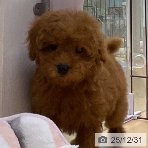 福岡県のトイプードル(トイ) (ペットプラス 福岡店/2025年10月21日生まれ/女の子/レッド)の子犬の3枚目の画像