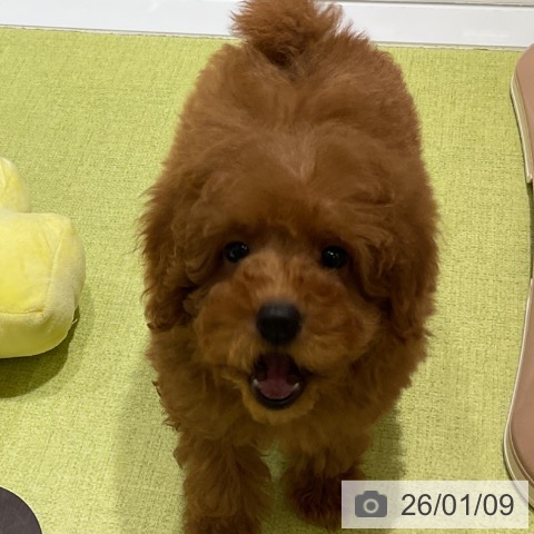 福岡県のトイプードル(トイ) (ペットプラス 福岡店/2025年10月21日生まれ/女の子/レッド)の子犬の3枚目の画像