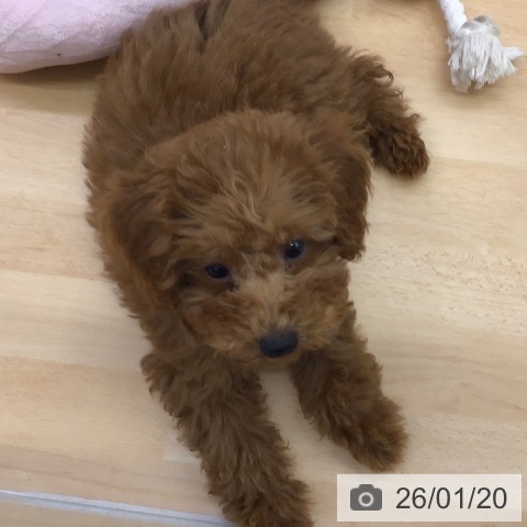 福岡県のトイプードル(トイ) (ペットプラス 福岡店/2025年10月21日生まれ/女の子/レッド)の子犬の3枚目の画像