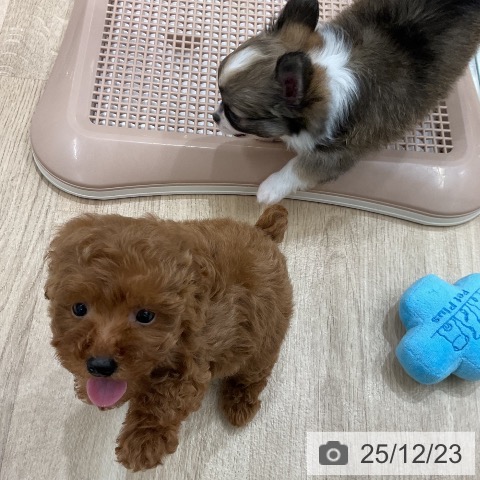 福岡県のトイプードル(トイ) (ペットプラス 八幡東店/2025年10月21日生まれ/女の子/レッド)の子犬の4枚目の画像