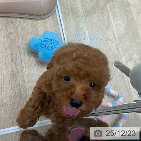 福岡県のトイプードル(トイ) (ペットプラス 八幡東店/2025年10月21日生まれ/女の子/レッド)の子犬の3枚目の画像