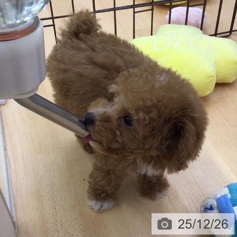 福岡県のトイプードル(トイ) (ペットプラス 福岡店/2025年10月22日生まれ/男の子/レッド)の子犬の4枚目の画像