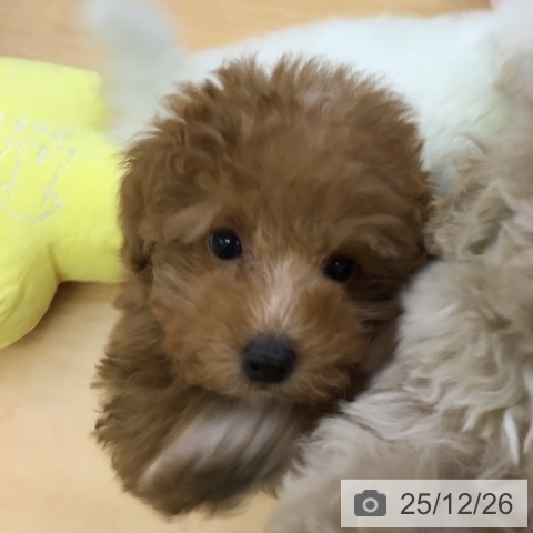 福岡県のトイプードル(トイ) (ペットプラス 福岡店/2025年10月22日生まれ/男の子/レッド)の子犬の3枚目の画像