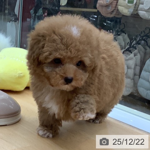 福岡県のトイプードル(トイ) (ペットプラス 福岡店/2025年10月22日生まれ/女の子/レッド)の子犬の4枚目の画像