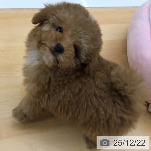 福岡県のトイプードル(トイ) (ペットプラス 福岡店/2025年10月22日生まれ/女の子/レッド)の子犬の3枚目の画像