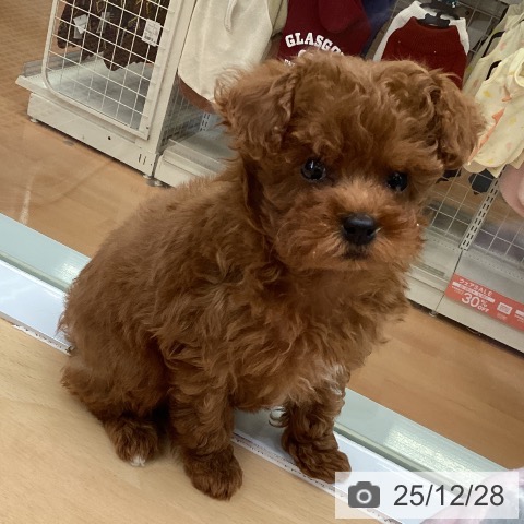 トイ・プードルの写真