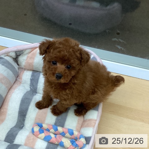 トイ・プードルの写真