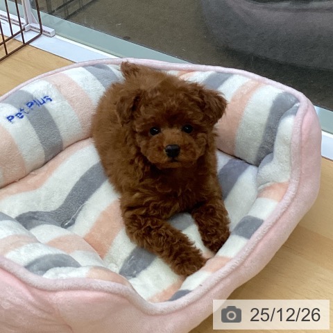 トイ・プードルの写真