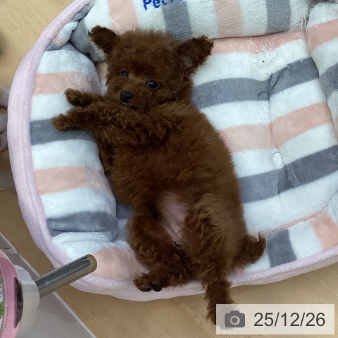 トイ・プードルの写真