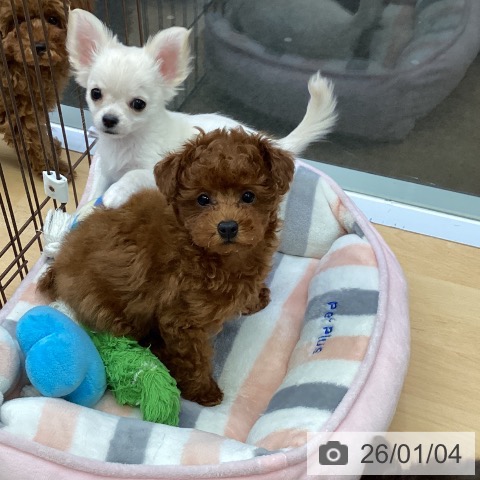 福岡県のトイプードル(トイ) (ペットプラス MARK IS 福岡ももち店/2025年10月22日生まれ/女の子/レッド)の子犬の4枚目の画像