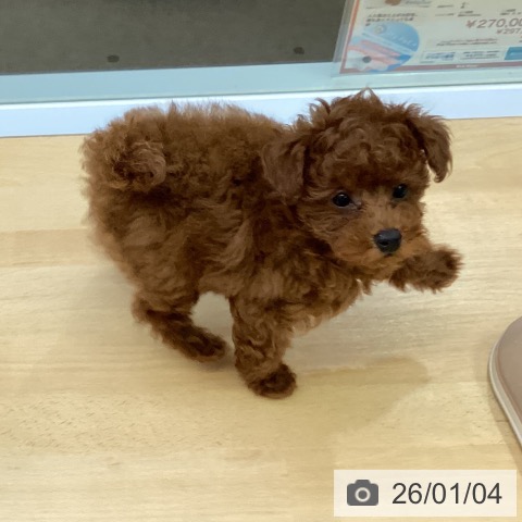 福岡県のトイプードル(トイ) (ペットプラス MARK IS 福岡ももち店/2025年10月22日生まれ/女の子/レッド)の子犬の3枚目の画像