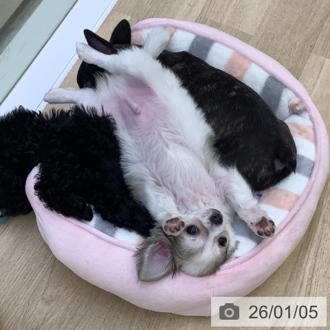 山梨県のチワワ(ロング) (ペットプラス 甲府昭和店/2025年10月23日生まれ/男の子/ホワイトフォーン)の子犬の4枚目の画像