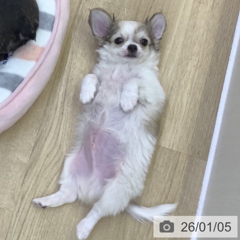 山梨県のチワワ(ロング) (ペットプラス 甲府昭和店/2025年10月23日生まれ/男の子/ホワイトフォーン)の子犬の3枚目の画像