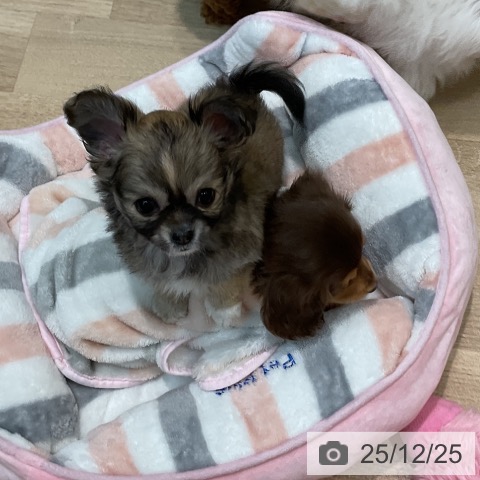 埼玉県のチワワ(ロング) (ペットプラス ららぽーと新三郷店/2025年10月23日生まれ/女の子/フォーンホワイト)の子犬の4枚目の画像