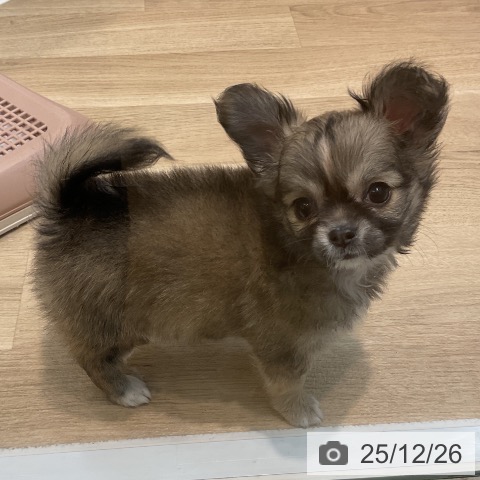 埼玉県のチワワ(ロング) (ペットプラス ららぽーと新三郷店/2025年10月23日生まれ/女の子/フォーンホワイト)の子犬の3枚目の画像