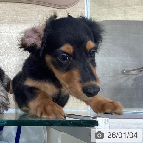 宮城県のミニチュアダックスフンド(ロング) (ペットプラス 仙台泉大沢店/2025年10月18日生まれ/男の子/ブラックタン)の子犬の4枚目の画像