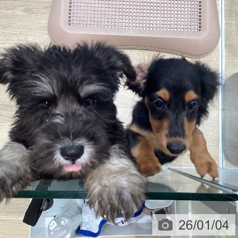 宮城県のミニチュアダックスフンド(ロング) (ペットプラス 仙台泉大沢店/2025年10月18日生まれ/男の子/ブラックタン)の子犬の3枚目の画像