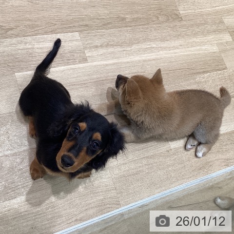 宮城県のミニチュアダックスフンド(ロング) (ペットプラス 仙台泉大沢店/2025年10月18日生まれ/男の子/ブラックタン)の子犬の3枚目の画像