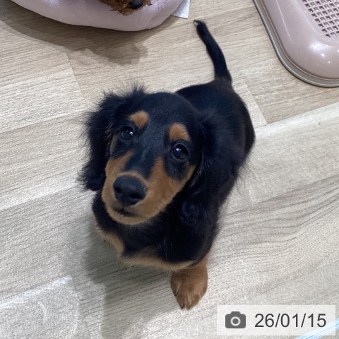 宮城県のミニチュアダックスフンド(ロング) (ペットプラス 仙台泉大沢店/2025年10月18日生まれ/男の子/ブラックタン)の子犬の3枚目の画像