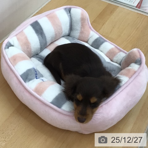 青森県のミニチュアダックスフンド(ロング) (ペットプラス 青森浜田店/2025年10月18日生まれ/男の子/チョコレートタン)の子犬の3枚目の画像