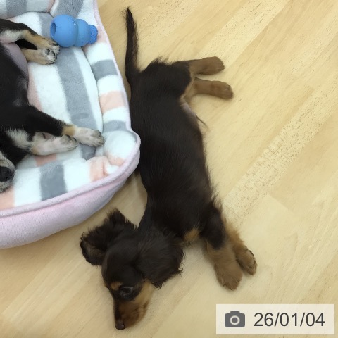 青森県のミニチュアダックスフンド(ロング) (ペットプラス 青森浜田店/2025年10月18日生まれ/男の子/チョコレートタン)の子犬の4枚目の画像