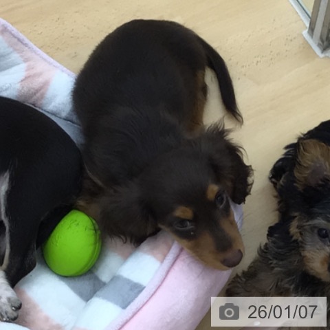 青森県のミニチュアダックスフンド(ロング) (ペットプラス 青森浜田店/2025年10月18日生まれ/男の子/チョコレートタン)の子犬の3枚目の画像