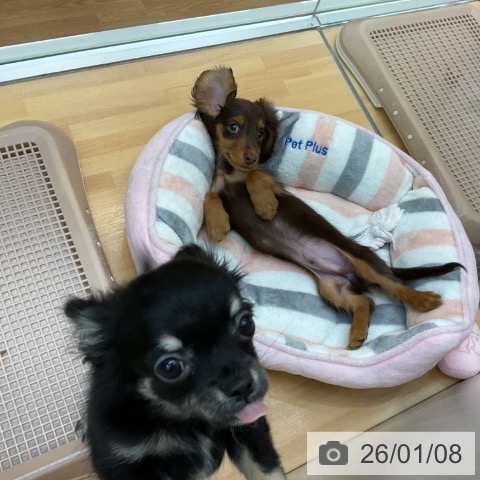 千葉県のミニチュアダックスフンド(ロング) (ペットプラス 八千代緑が丘店/2025年10月18日生まれ/男の子/チョコレートタン)の子犬の3枚目の画像