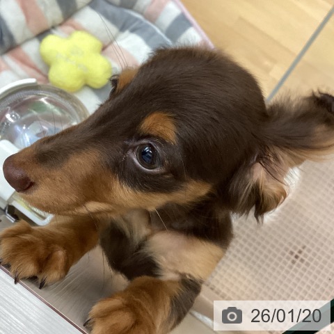 千葉県のミニチュアダックスフンド(ロング) (ペットプラス 八千代緑が丘店/2025年10月18日生まれ/男の子/チョコレートタン)の子犬の3枚目の画像