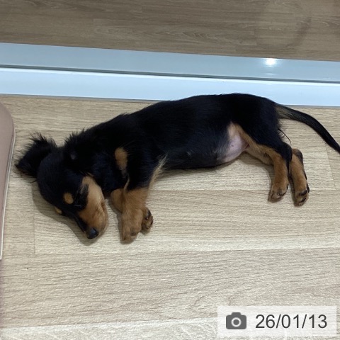 宮城県のミニチュアダックスフンド(ロング) (ペットプラス 名取店/2025年10月18日生まれ/女の子/ブラックタン)の子犬の4枚目の画像