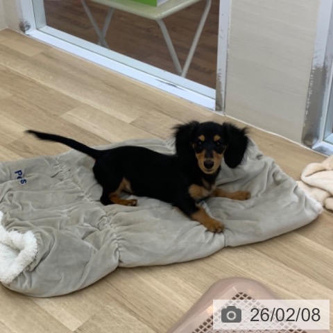 京都府のミニチュアダックスフンド(ロング) (ペットプラス 久御山店/2025年10月18日生まれ/女の子/ブラックタン)の子犬の4枚目の画像