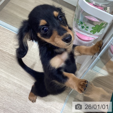 宮城県のミニチュアダックスフンド(ロング) (ペットプラス 名取店/2025年10月18日生まれ/女の子/ブラックタン)の子犬の3枚目の画像