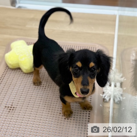 京都府のミニチュアダックスフンド(ロング) (ペットプラス 久御山店/2025年10月18日生まれ/女の子/ブラックタン)の子犬の3枚目の画像