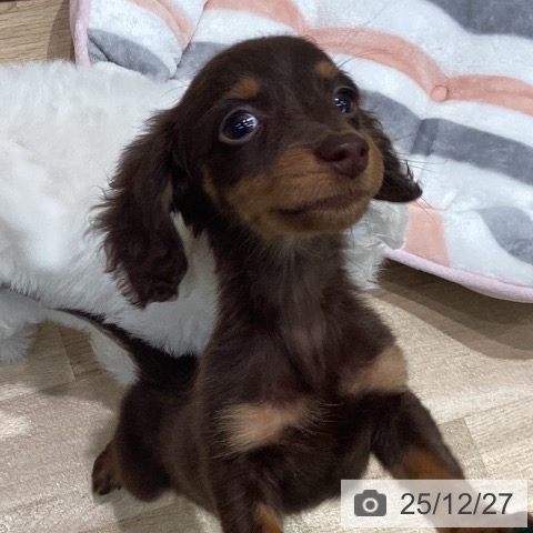 ミニチュア・ダックスフンドの写真