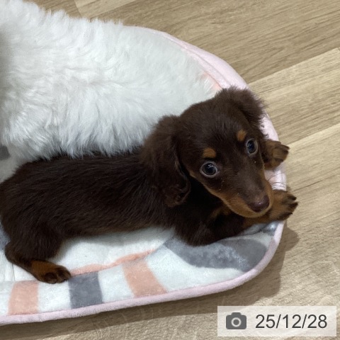 ミニチュア・ダックスフンドの写真