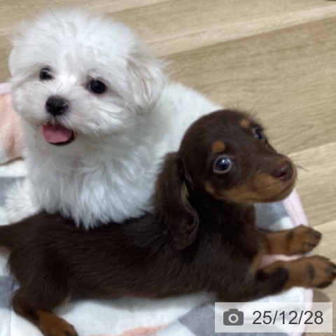 ミニチュア・ダックスフンドの写真