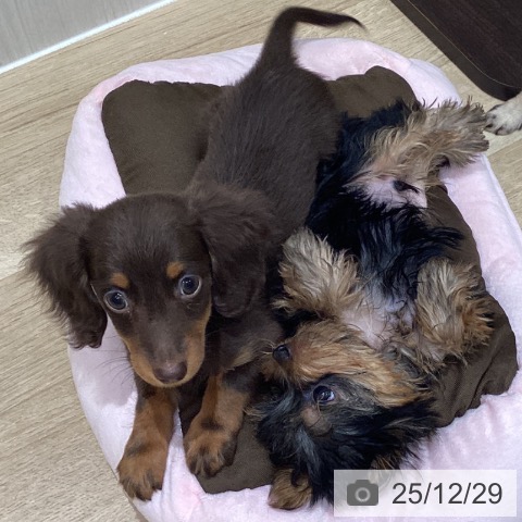 宮城県のミニチュアダックスフンド(ロング) (ペットプラス 仙台泉大沢店/2025年10月18日生まれ/女の子/チョコレートタン)の子犬の4枚目の画像