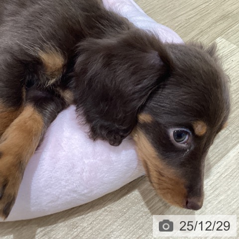 宮城県のミニチュアダックスフンド(ロング) (ペットプラス 仙台泉大沢店/2025年10月18日生まれ/女の子/チョコレートタン)の子犬の3枚目の画像