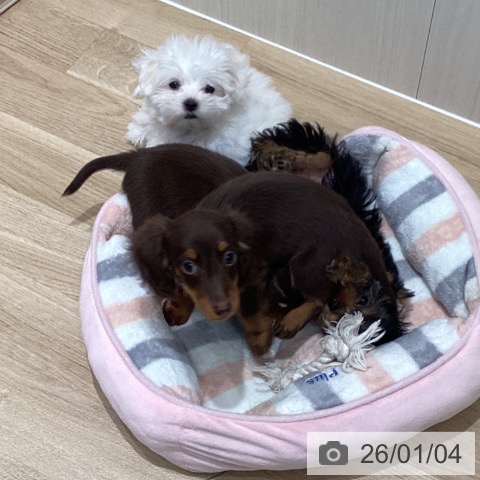 宮城県のミニチュアダックスフンド(ロング) (ペットプラス 仙台泉大沢店/2025年10月18日生まれ/女の子/チョコレートタン)の子犬の3枚目の画像