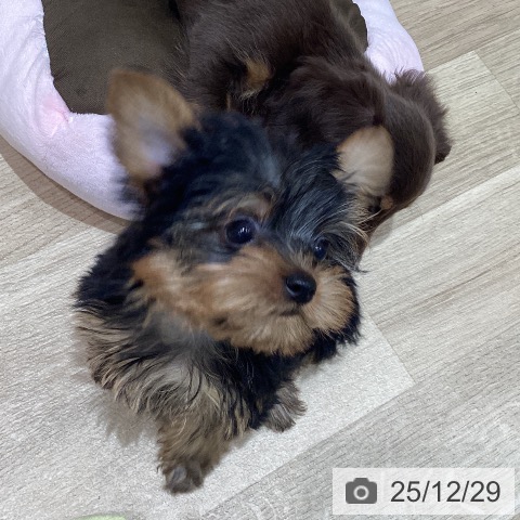 宮城県のヨークシャーテリア (ペットプラス 仙台泉大沢店/2025年10月22日生まれ/男の子/スチールブルータン)の子犬の4枚目の画像