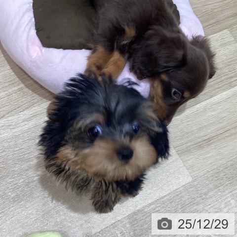 宮城県のヨークシャーテリア (ペットプラス 仙台泉大沢店/2025年10月22日生まれ/男の子/スチールブルータン)の子犬の3枚目の画像