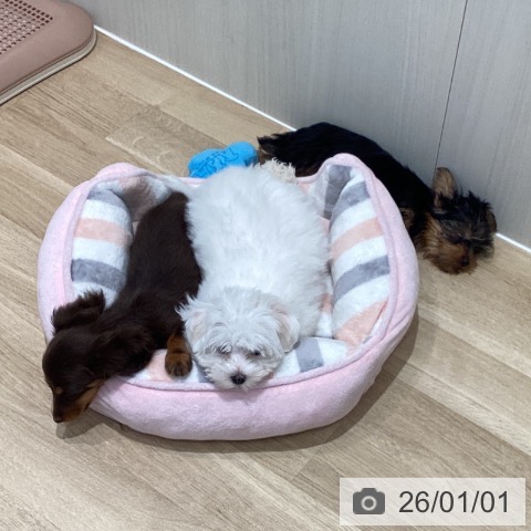 宮城県のヨークシャーテリア (ペットプラス 仙台泉大沢店/2025年10月22日生まれ/男の子/スチールブルータン)の子犬の3枚目の画像