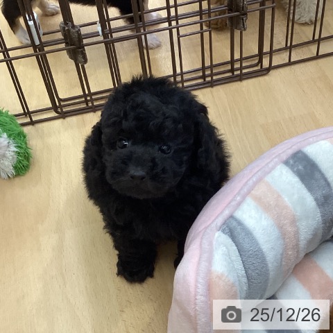 トイ・プードルの写真