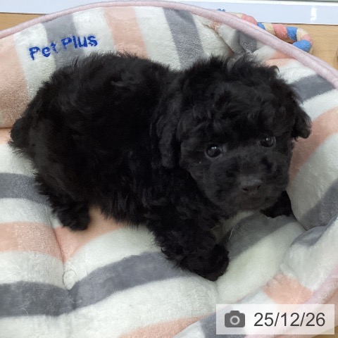 トイ・プードルの写真