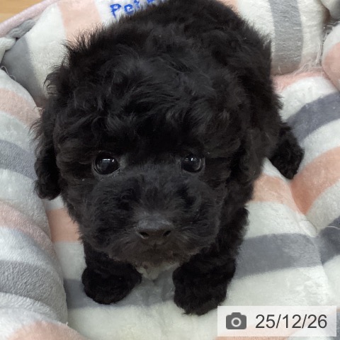 トイ・プードルの写真